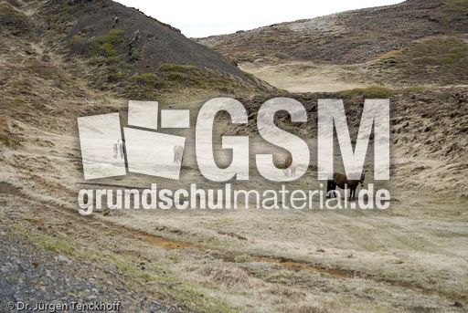 Islandpferde (1 von 50).jpg